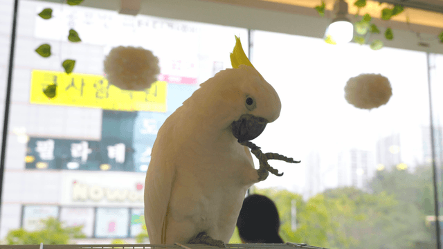 White parrot grooming atop a birdcage in a cafe