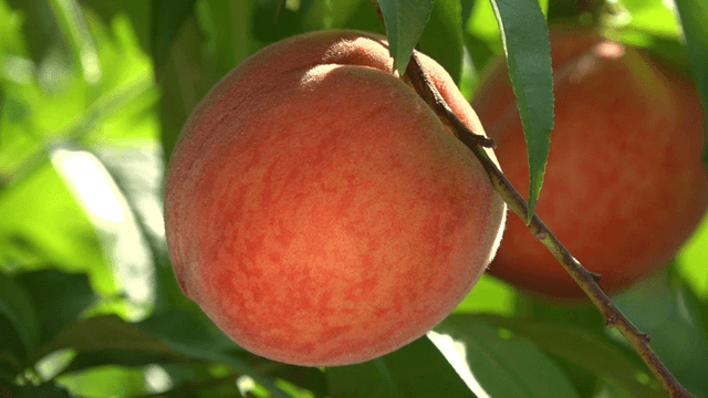 Ripe peaches hanging quietly on the tree