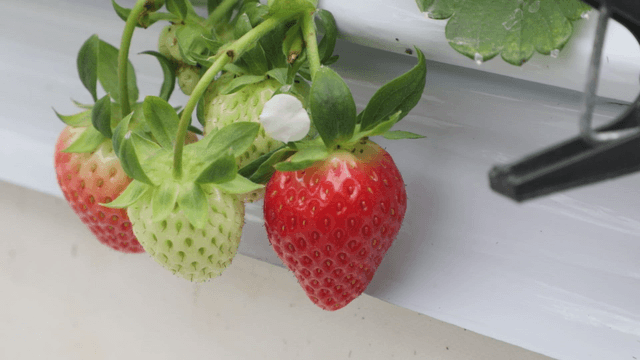 Ripe strawberries growing on a vine