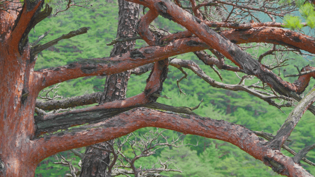 Brown pine tree in dense forest background