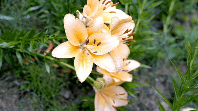 Yellow lilies with dew drops in a garden