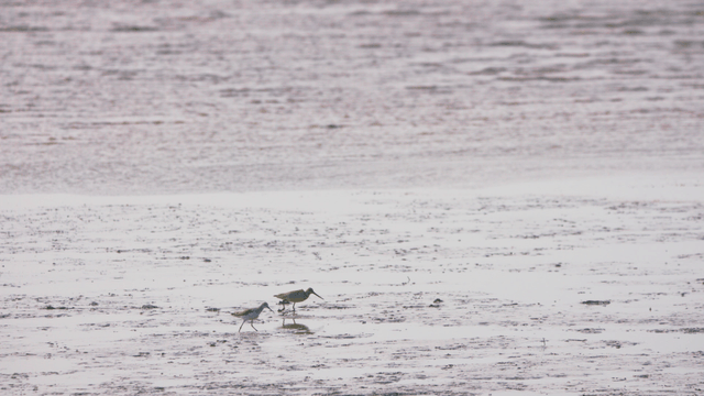 Sandpipers walking along the muddy shore in search of food