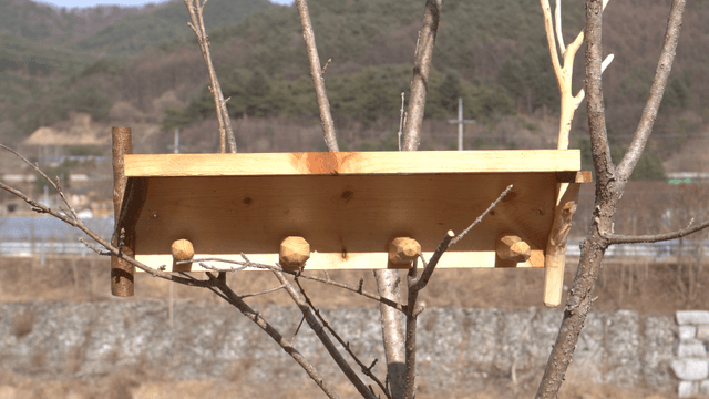 Wooden shelf stand on tree branches