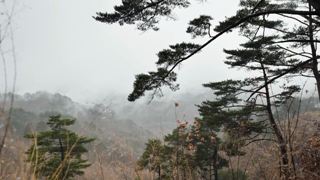 Misty forest with pine trees