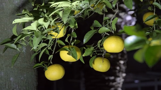 Tangerines hanging on a tree branch