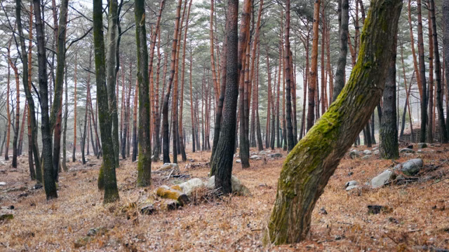 A tranquil forest with tall trees