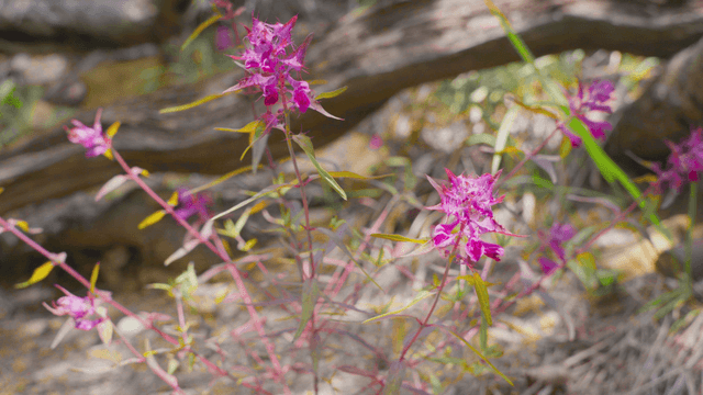 Bright pink wildflowers in the forest