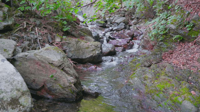 Forest stream flowing between rocks
