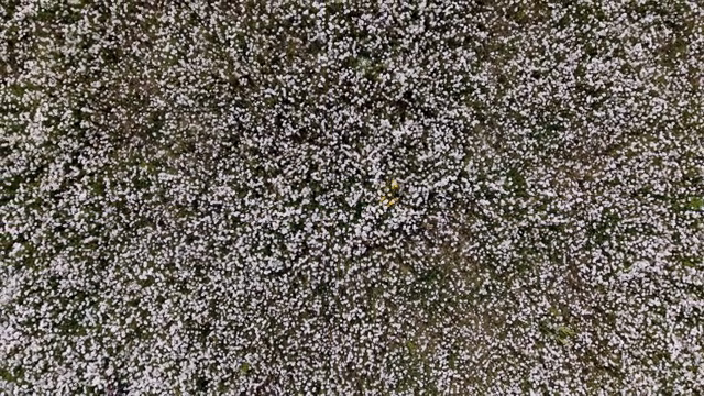 A field of blooming white flowers