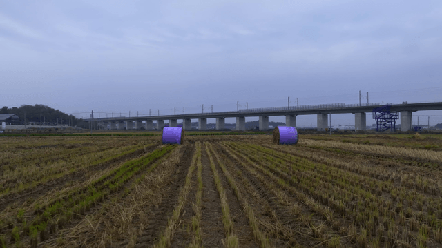 Purple hay bales in a harvested field