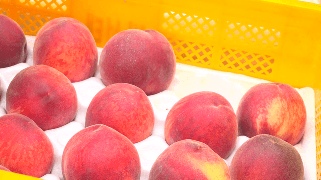 Fresh peaches being arranged in a yellow box