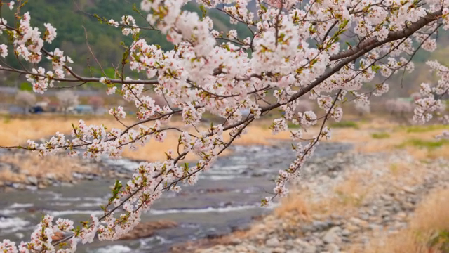 Cherry blossoms by a flowing stream