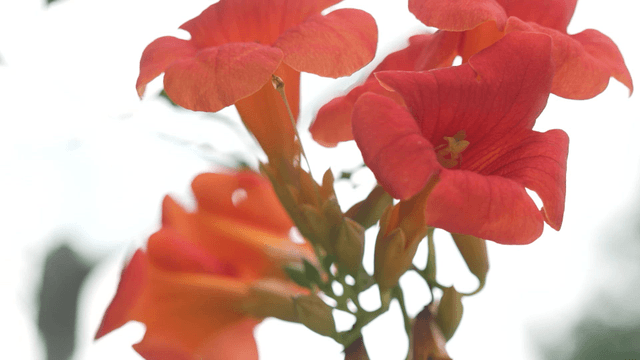 Blooming red zinnia flowers