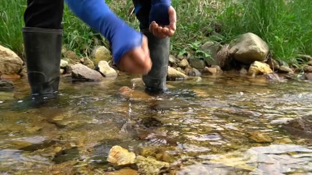 A hand picking up a marsh snail from a clear stream