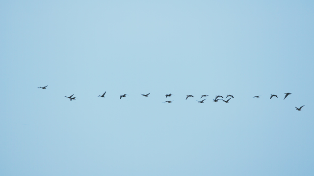 하늘을 일렬로 나는 새 떼
