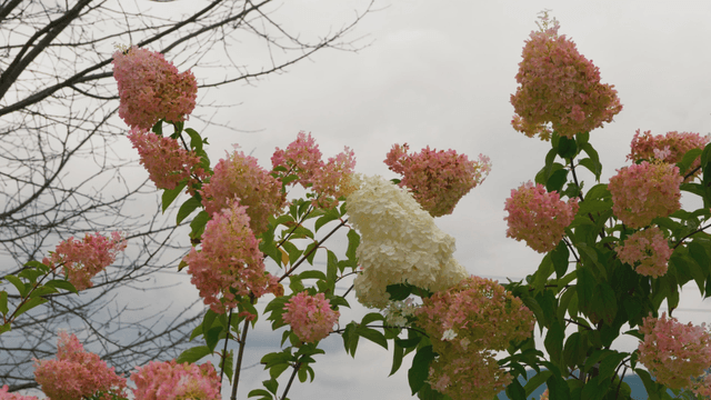Pink and white hydrangeas under cloudy sky