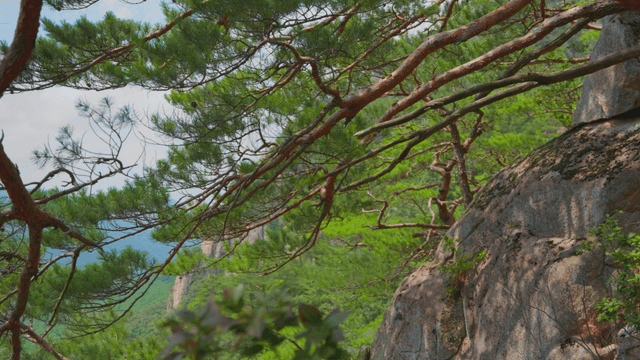 Pine needles swaying in the cool breeze