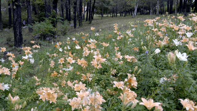 Field of lilies in a forest