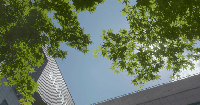 Green leaves and buildings under a clear sky