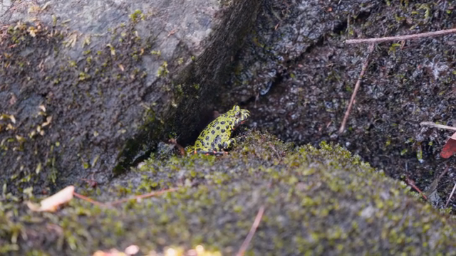 A small frog on a mossy rock