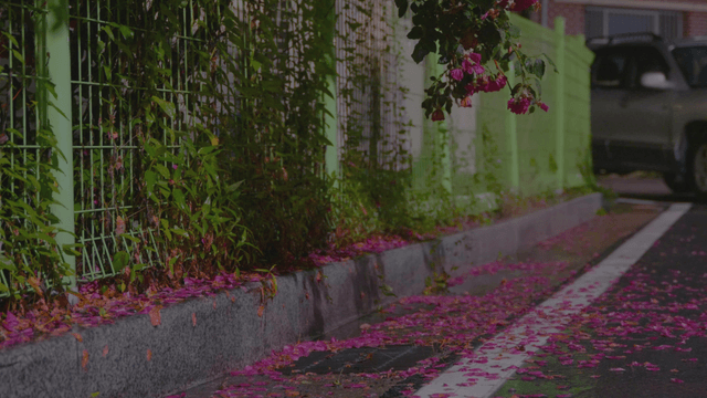 Pink flowers blooming beyond a green fence on a dark night