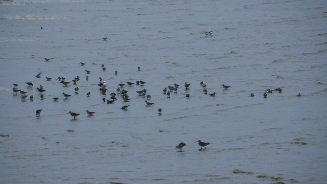 얕은 물에서 물장구치는 새 떼