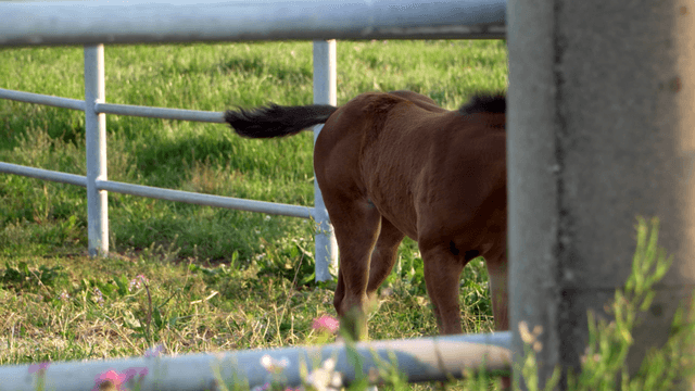 Young foal walking in a grassy paddock
