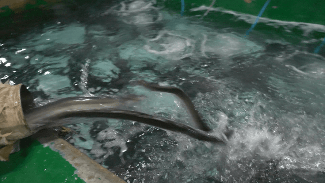 Eels being released into large water tank