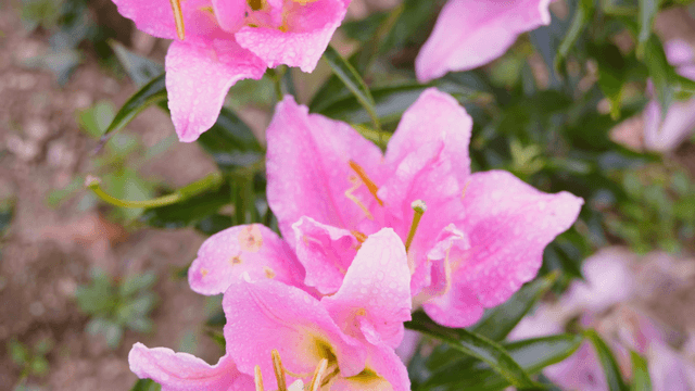 Pink lilies with raindrops in a garden
