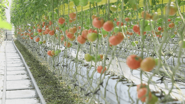 Greenhouse where tomatoes grow in rows