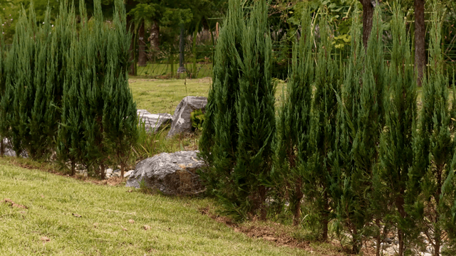 Orderly pine trees lining a park