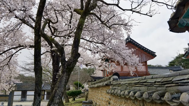 Cherry blossoms next to a traditional Korean house wall