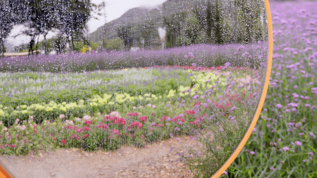 Rain-covered circular mirror reflecting a colorful flower field