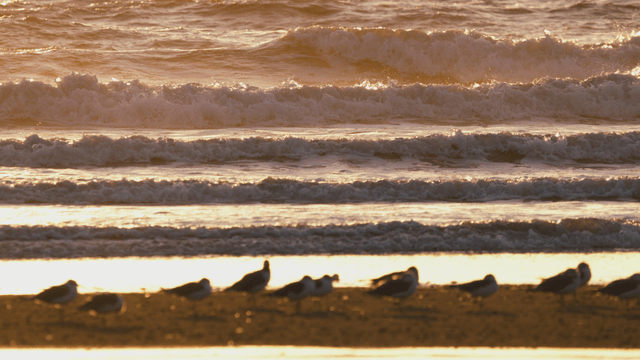 Sandpipers resting on sandy beach at dusk