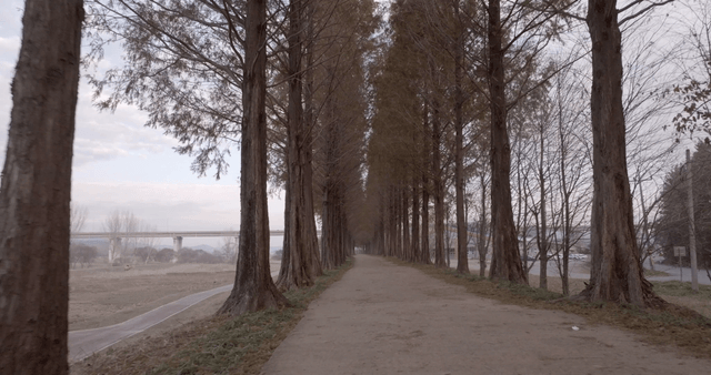A serene path lined with tall trees