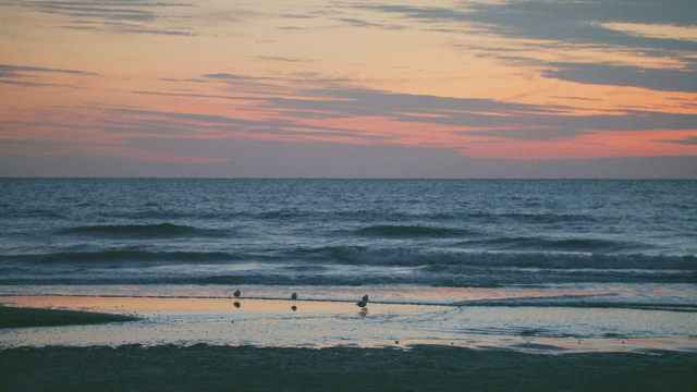 Tranquil beach at sunset with birds