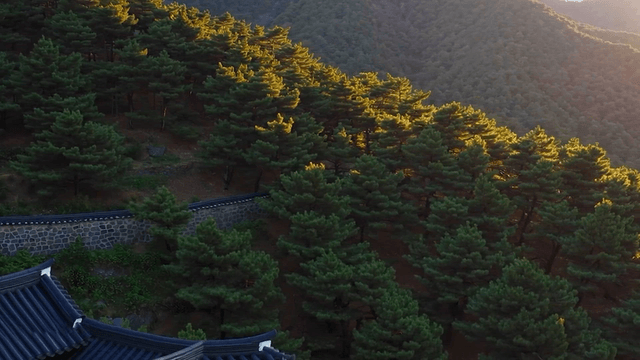 Sunlit forest and traditional Korean roof