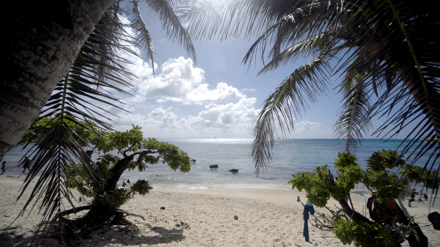 Serene beach with palm trees and ocean