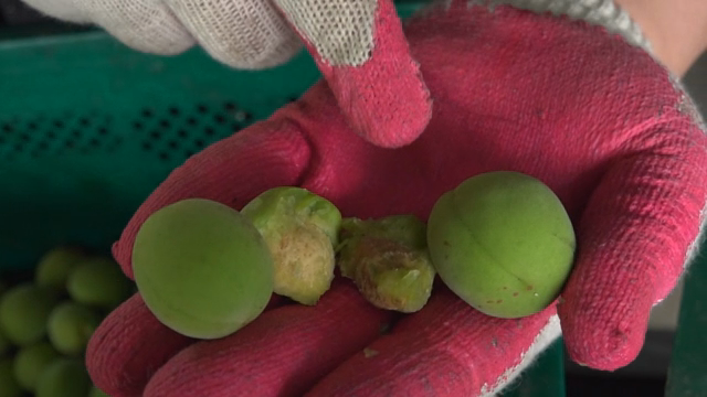 Green plums held in gloved hands