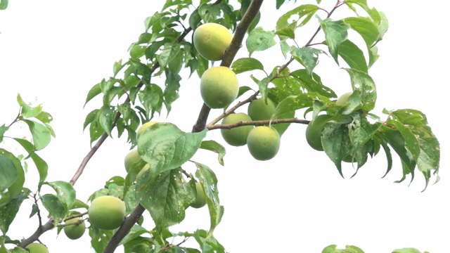 Green plums hanging on a tree branch