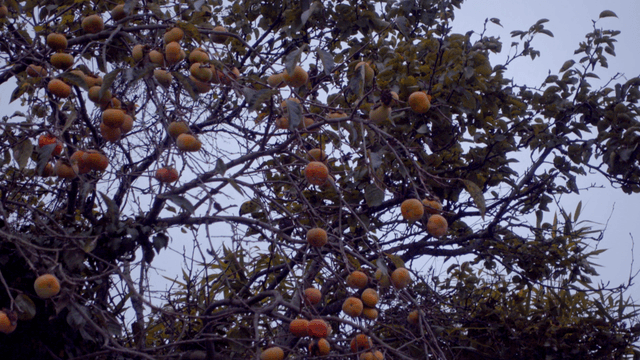 조금 덜 익은 감이 달린 나무