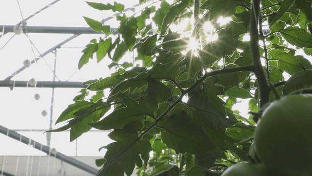 Sunlight filtering through tomato leaves
