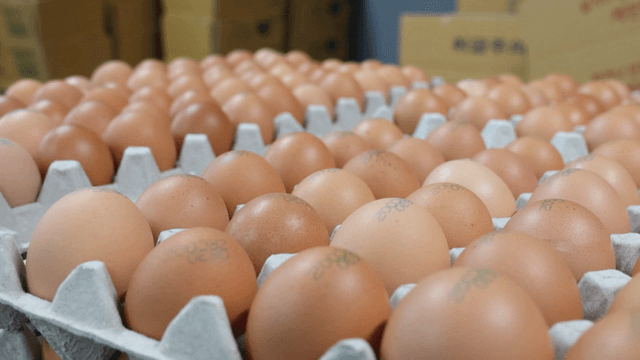 Fresh eggs arranged neatly in egg tray
