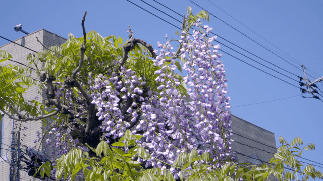 Purple wisteria flowers blooming on a tree