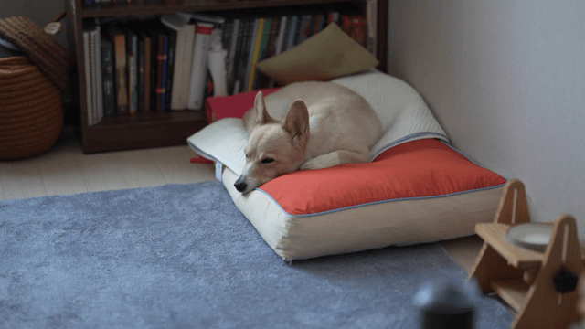 집안 쿠션 위에 쉬고 있는 강아지