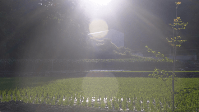 Sunlit green rice field below the mountain