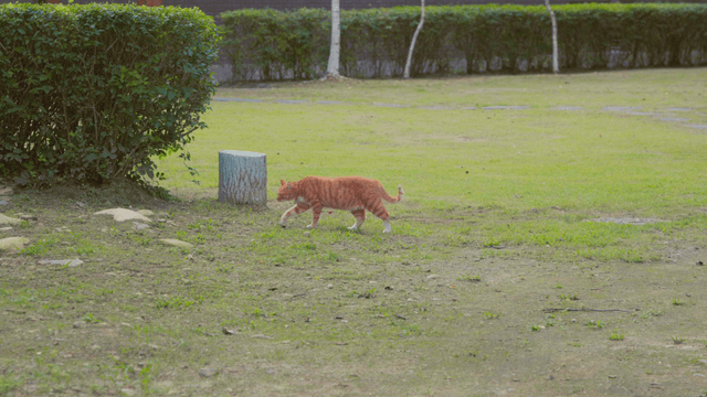 Orange tabby cat walking on lawn