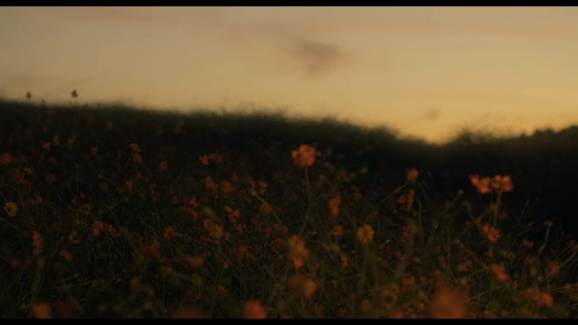 Field of wildflowers at sunset