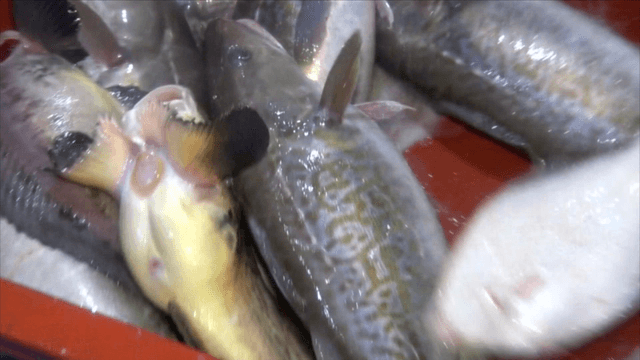 Freshly caught cod in red container