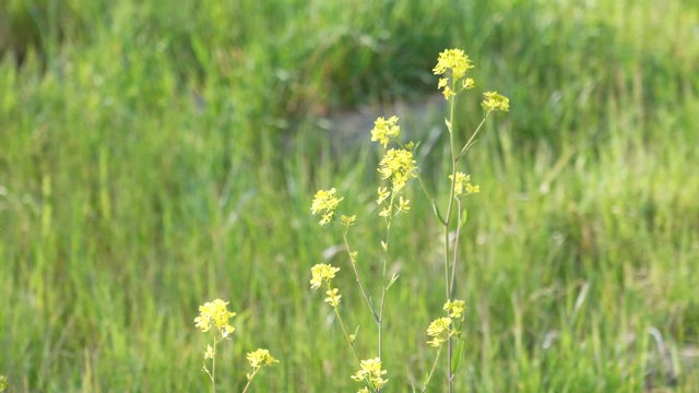 Yellow flowers in a green field